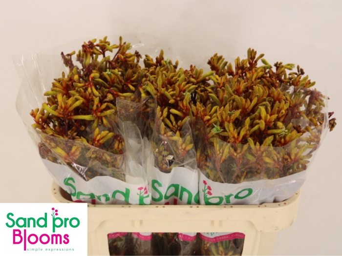 <h4>ANIGOZ YELLOW GEM</h4>