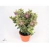 Hebe Classica Katrina P15 Addenda®