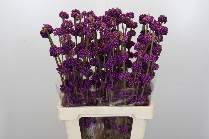 <h4>Callicarpa Bodinieri Var Giraldii</h4>