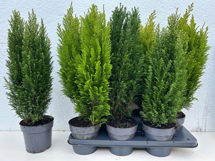 <h4>CONIFEREN GEM</h4>