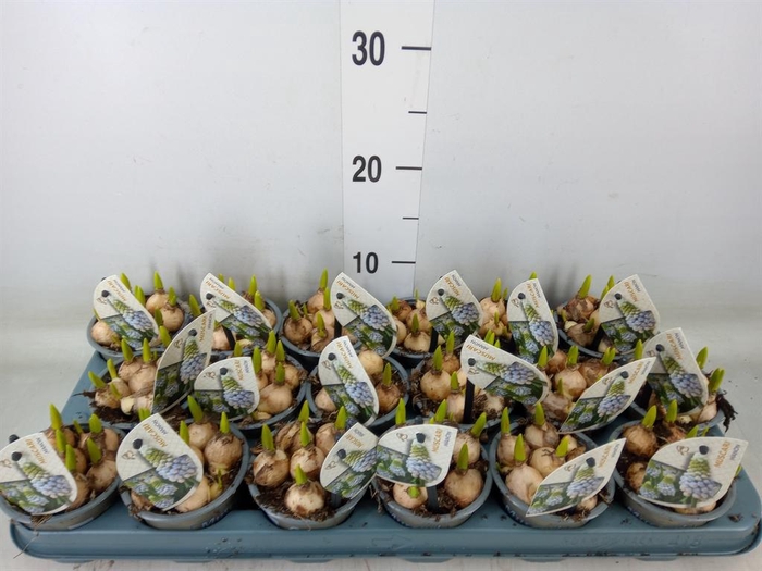 <h4>Muscari  'Manon'</h4>