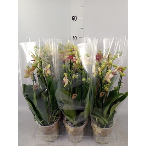 Phalaenopsis multi. 'Ant Grossetto'