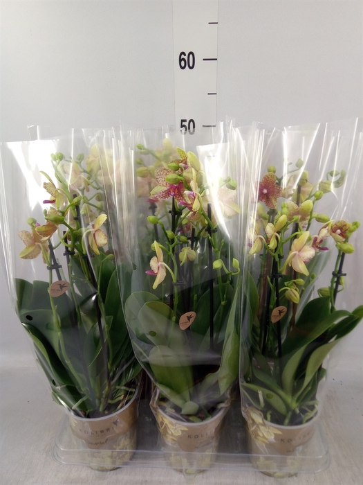 <h4>Phalaenopsis multi. 'Ant Grossetto'</h4>