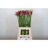 Nerine Mister Nick