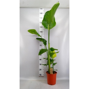 Strelitzia nicolai