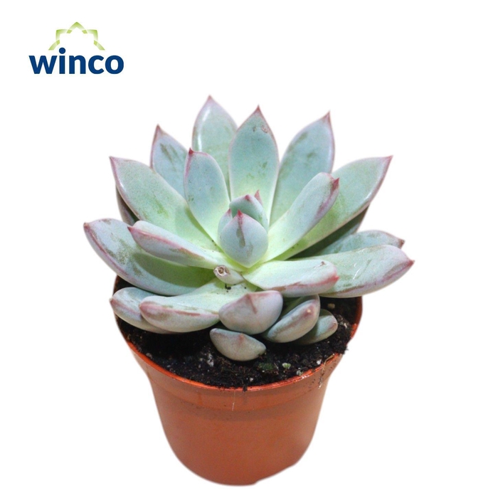 <h4>Echeveira Yummie</h4>