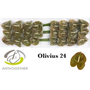Anthurium Olivius