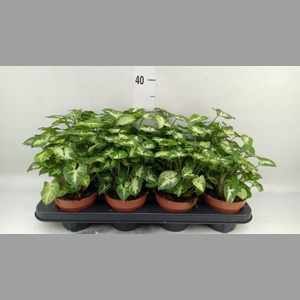 Syngonium  'Pixie'