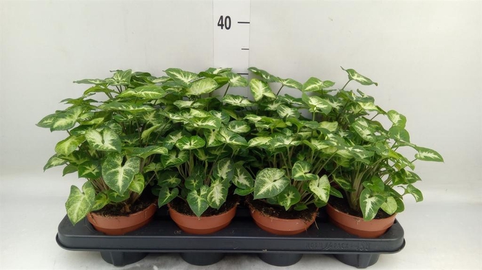 <h4>Syngonium  'Pixie'</h4>