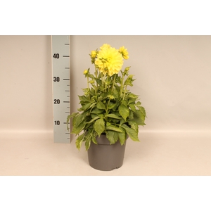Dahlia 19 cm Yellow