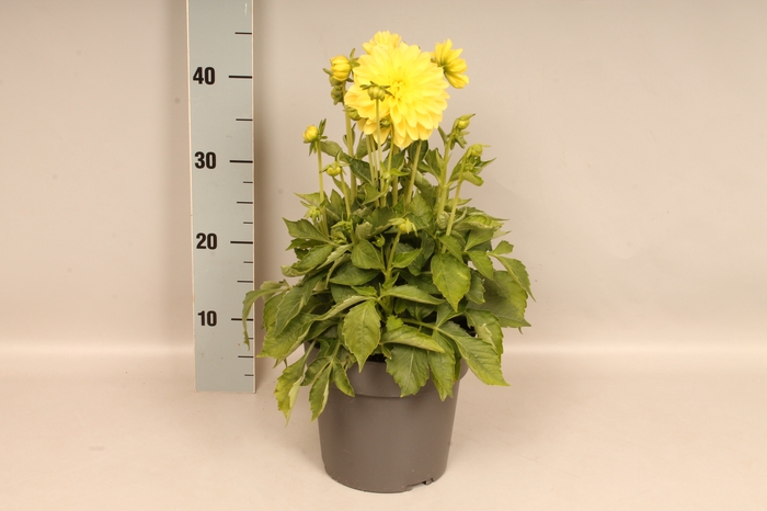 <h4>Dahlia 19 cm Yellow</h4>