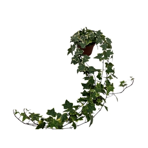 Hedera helix geelbont lange plant - lengte 70 cm.