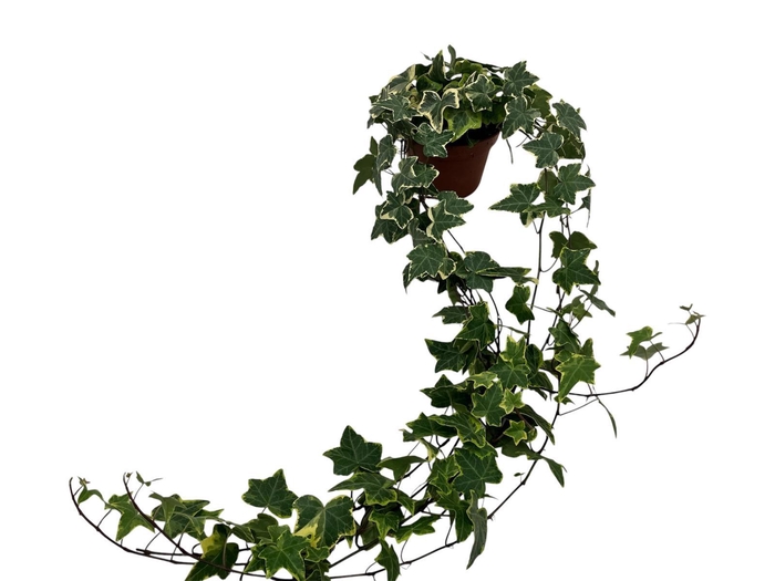 <h4>Hedera helix geelbont lange plant - lengte 70 cm.</h4>