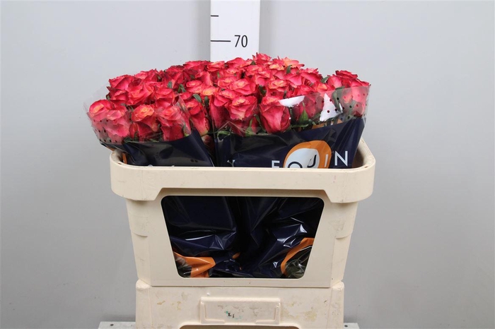 <h4>R Gr Mai Tai</h4>