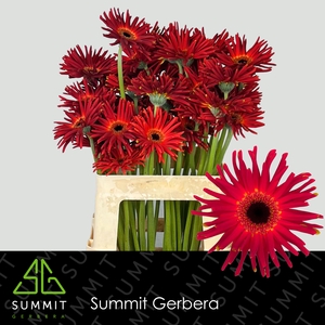 Gerbera Pasta Soiree Lang Gelijk 56cm Water x40