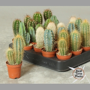 CACTUS OV
