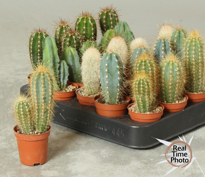 <h4>CACTUS OV</h4>