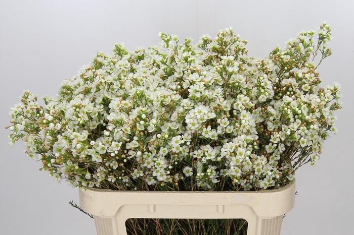 <h4>Chamelaucium Dawn Pearl</h4>