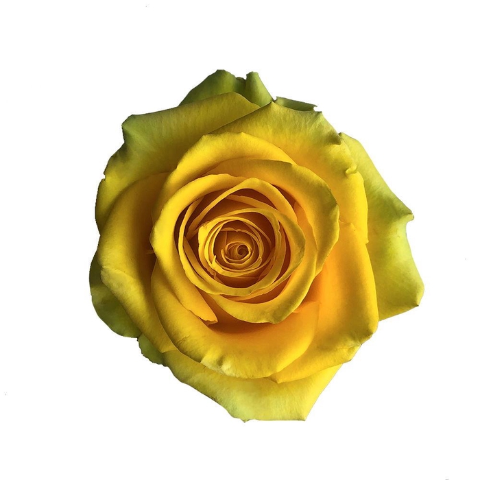 <h4>R GR HIGH & EXOTIC</h4>