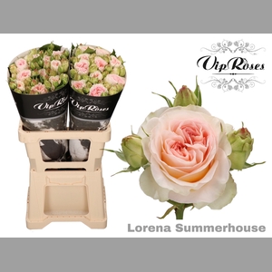 R TR LORENA SUMMERH