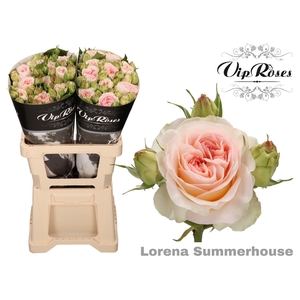R Tr Lorena Summerh