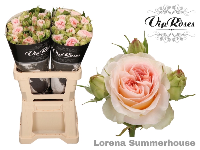 <h4>R Tr Lorena Summerh</h4>