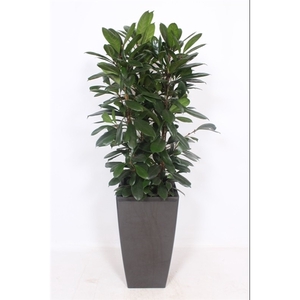 Ficus Cyathistipula in Piza pot 