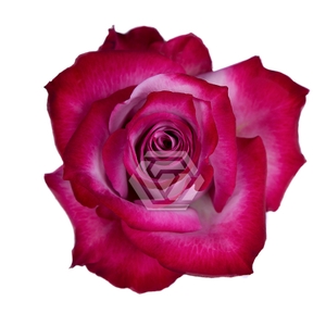 R GR DEEP PURPLE Tessa