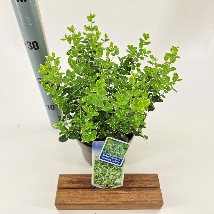 <h4>Euonymus fort. 'Emerald Gaiety'</h4>