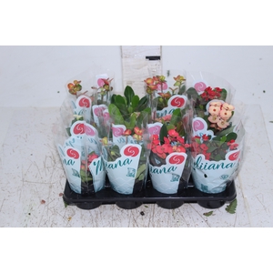 EUPHORBIA MILII MILIIANA P06