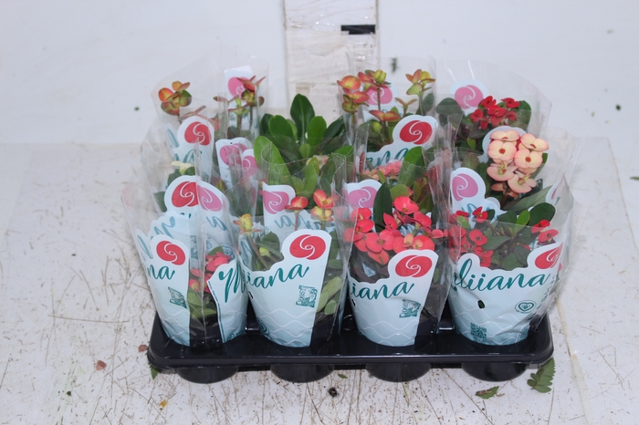 EUPHORBIA MILII MILIIANA P06
