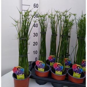 Cyperus haspan 14Ø 50cm