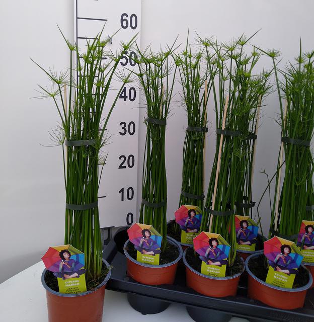 Cyperus haspan 14Ø 50cm