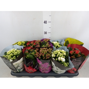 Kalanchoe blos.   ..rosebud rs fl 5