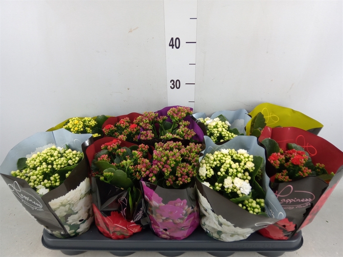 <h4>Kalanchoe blos.   ..rosebud rs fl 5</h4>