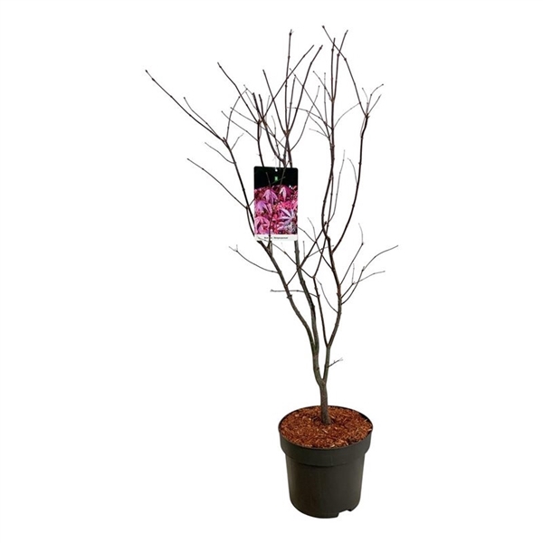 <h4>Acer pal. 'Atropurpureum'</h4>