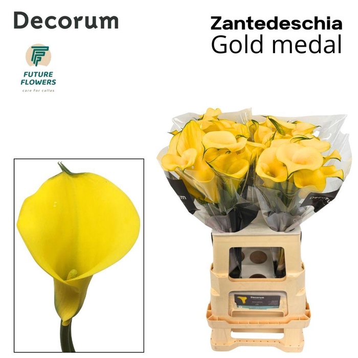 <h4>Zantedeschia gold medal</h4>