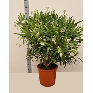 NERI OLEANDER