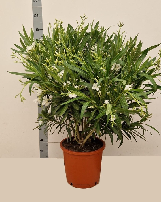 <h4>NERI OLEANDER</h4>