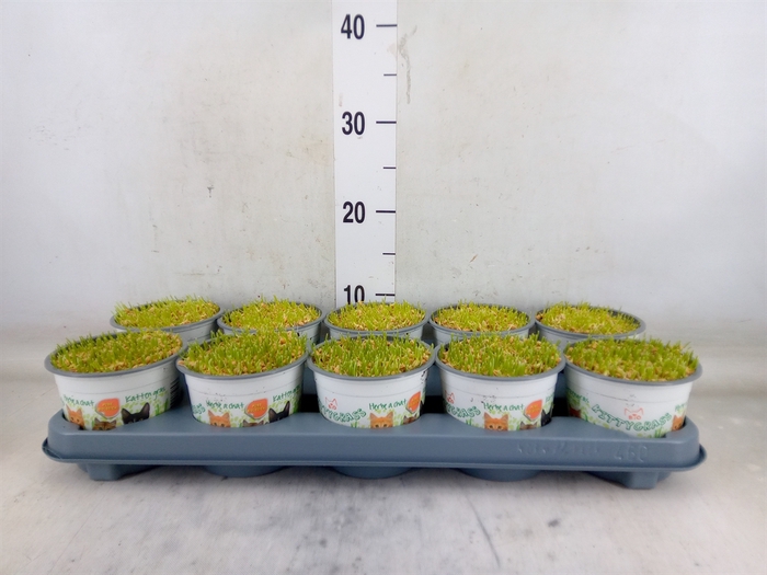 <h4>Hordeum sp.   ...kattegras zaai</h4>