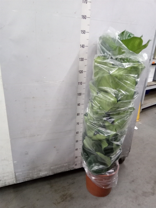 <h4>Ficus lyrata</h4>