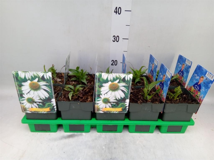 <h4>Echinacea purp.</h4>