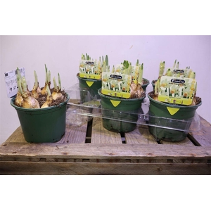 arr8 Narc Carice White + Yellow Trumpet