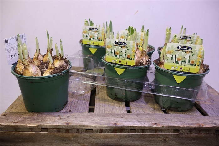 <h4>arr8 Narc Carice White + Yellow Trumpet</h4>