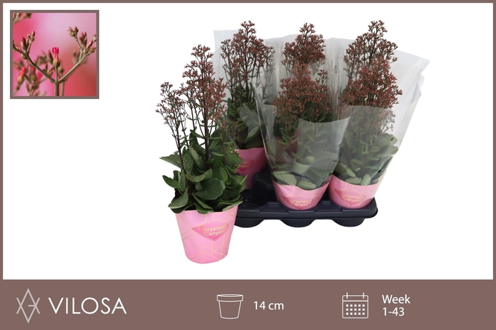 <h4>KAL WF SURPR CANYON</h4>