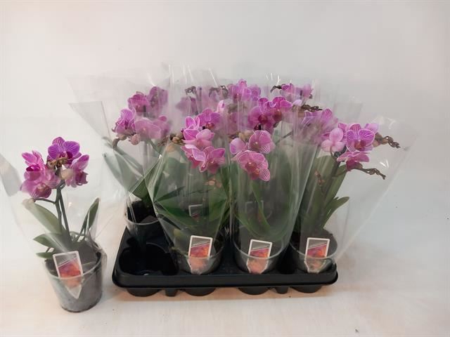 <h4>Phalaenopsis Multifl. overig roze</h4>