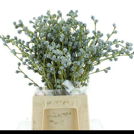 <h4>EUCA GLOBULUS PER BUNCH*</h4>