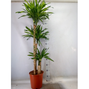 Dracaena frag. 'Riki'