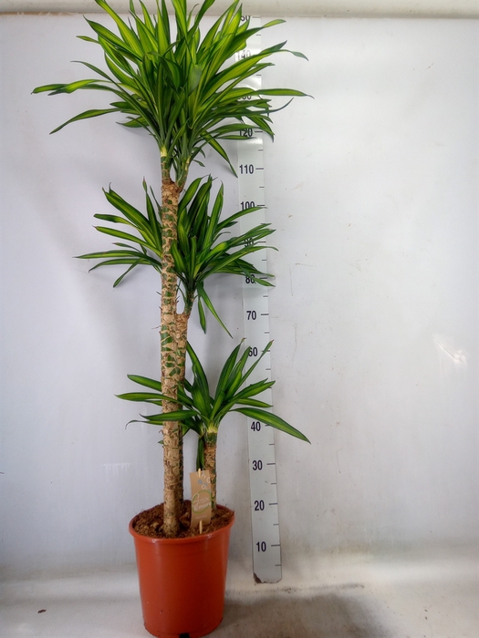 <h4>Dracaena frag. 'Riki'</h4>