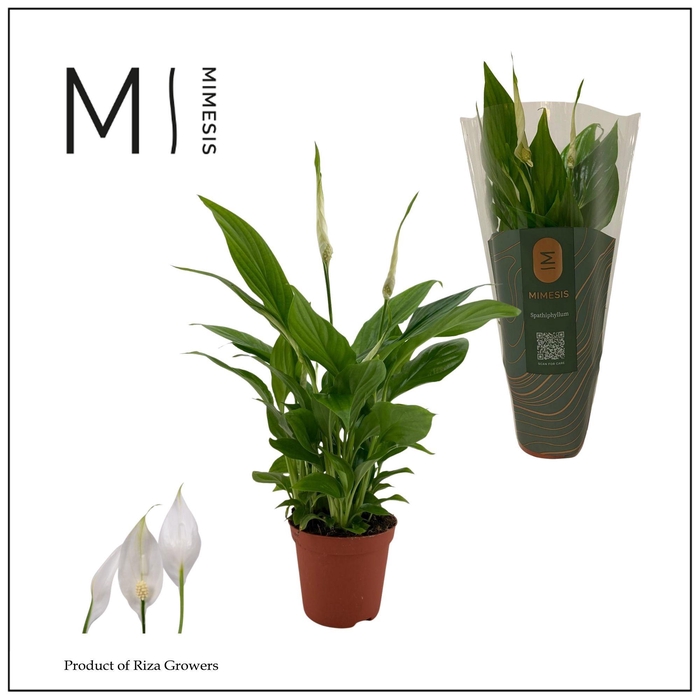 <h4>Mimesis Spathiphyllum Chopin - 9 Cm</h4>